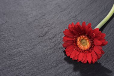 Siyah arka plan üzerine izole kırmızı gerbera çiçek