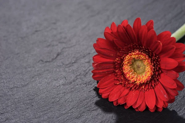 Röd Gerbera Blomma Isolerad Svart Bakgrund — Stockfoto