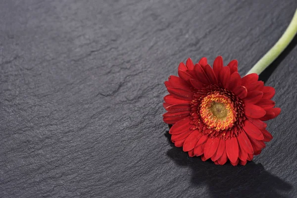 Red gerbera flower isolated on black background