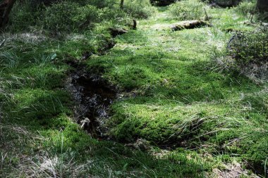 Yeşil yosun ve küçük su yolu ile orman çim