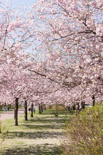 Almond tree alley in the park in springtime