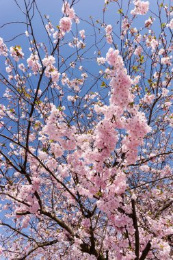 Baharda çiçek açan bir badem ağacının yakın çekim