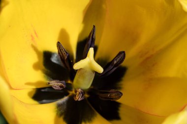 Makro yakın çekim doğal Sarı Lale pistil ve petal