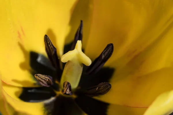 Macro Primo Piano Pistillo Tulipano Giallo Naturale Petalo — Foto Stock