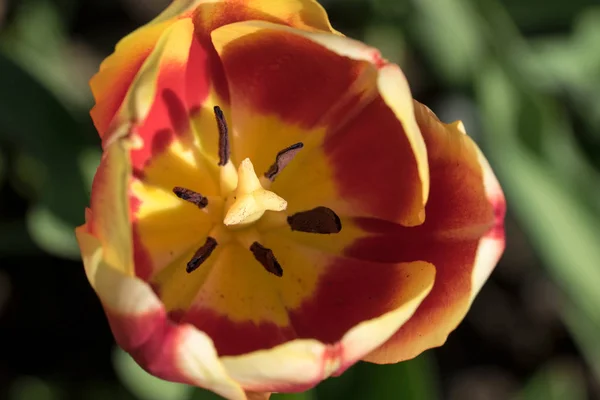 Macro Primo Piano Petali Tulipano Multicolore Naturali — Foto Stock