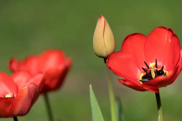 Tulipani Rossi Nel Giardino Fronte Sfondo Sfocato — Foto Stock