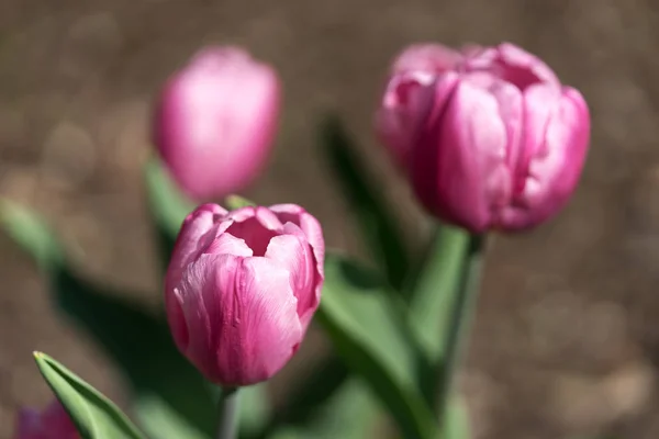 Tulipani Viola Nel Giardino Fronte Sfondo Sfocato — Foto Stock