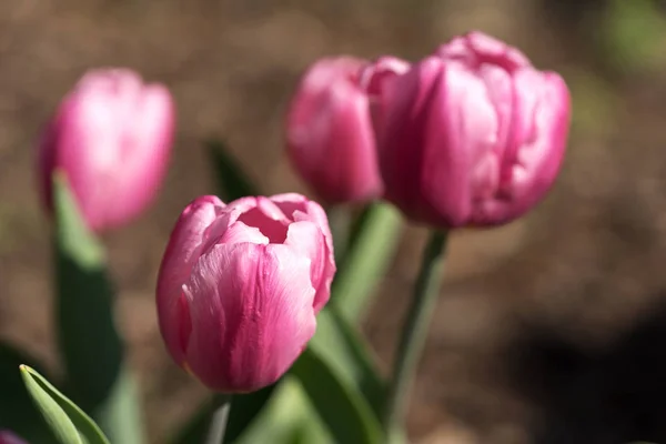 Tulipani Viola Nel Giardino Fronte Sfondo Sfocato — Foto Stock