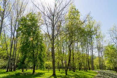 Bahar manzara. Ağaçlar park ve ağaç dalları ile parlayan güneş ışığı