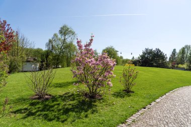 Parkta bahar çiçek açması Manolya ağacı