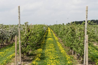 Elma meyve bahçesi arka planda bahar. Satır olan çiçek açan elma ağaçlarının