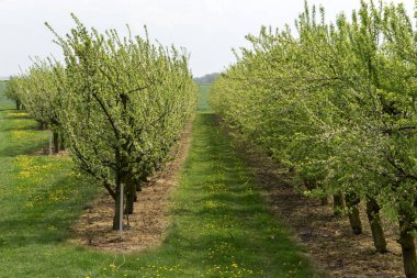 Elma meyve bahçesi arka planda bahar. Satır olan çiçek açan elma ağaçlarının