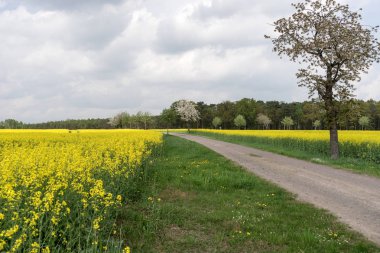 Kolza tohumu kanola veya kolza bahar kırsal yol ile alanda