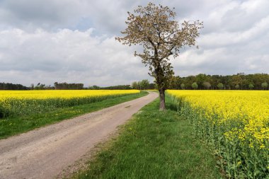 Kolza tohumu kanola veya kolza bahar kırsal yol ile alanda