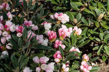 Pembe açelya çalı parkta. Çiçekli azaleas sezon