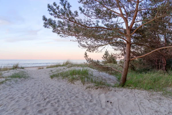 Sandklitter Græs Blødt Solnedgangslys Østersøen Tyskland - Stock-foto