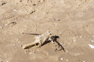 Kum sahilde ölü balık. Almanya'da Baltık denizi