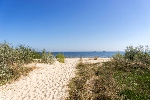 Camino Arena Playa Entre Las Dunas Mar Báltico Alemania —  Fotos de Stock