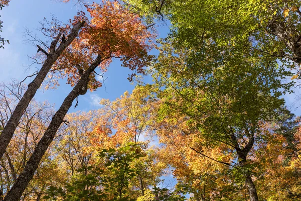 Vista Árvores Coloridas Outono Verão Indiano Canadá — Fotografia de Stock