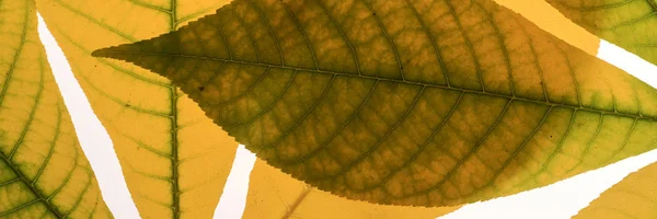 Imagem Panorâmica Closeup Folhas Outono Coloridas — Fotografia de Stock