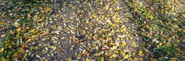 Otoño Prado Fondo Hojas Coloridas Otoño Suelo Del Bosque —  Fotos de Stock