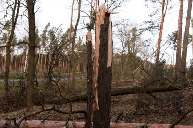 Kozalaklı ormandaki fırtınadan sonra