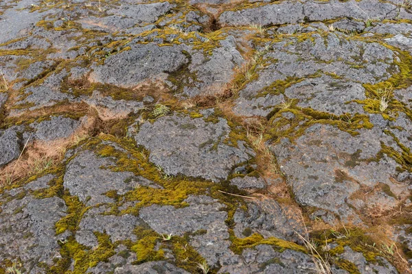 Piedras Grises Con Musgo Verde Textura Fondo — Foto de Stock