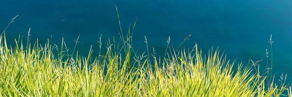 Image Panoramique Herbe Verte Fraîche Devant Eau Bleue — Photo