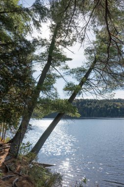 Algonquin taşra parkındaki gölde güneşli bir gün. Ontario. Kanada