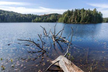 Göldeki ağaç gövdesi. Algonquin Ulusal Parkı. Ontario. Kanada