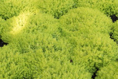 Sulu bir lağım yosununun geçmişi. Güzel yeşil arazi örtüsü