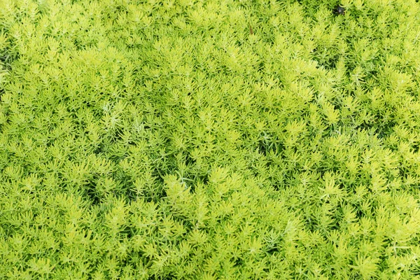 一种多汁的苔藓的背景 美丽的绿地植被 — 图库照片