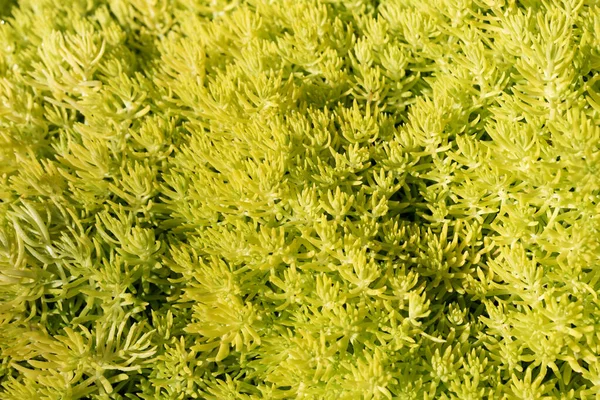 Background Succulent Sedum Moss Beautiful Green Ground Cover Plant — Stock Photo, Image