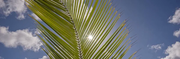 Сонячні Промені Світять Крізь Пальмовий Лист Влітку — стокове фото