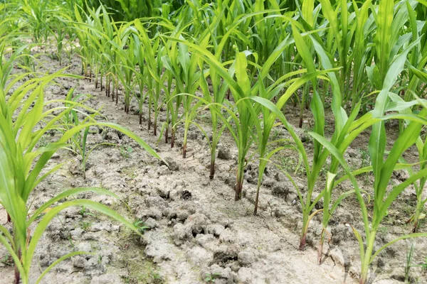 Rows of green corn (maize) growing on the dry ground