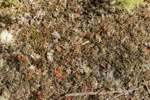 不同颜色的苔藓作为背景 苔藓质感 — 图库照片