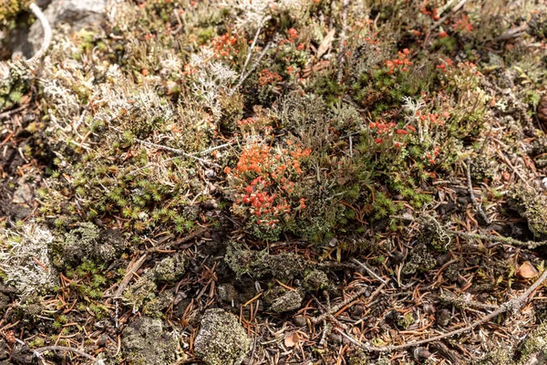 背景として異なる色の苔 苔の質感 — ストック写真