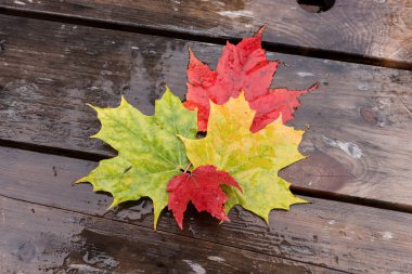 Kırmızı, sarı, yeşil akçaağaç yaprakları ve ahşap arka planda yağmur damlaları