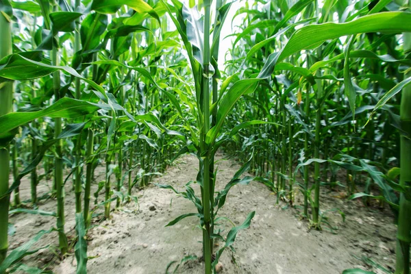 Rows of green maize growing in the field