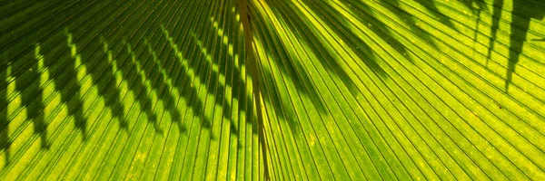 Closeup of palm leaves in light and shade. Panoramic image