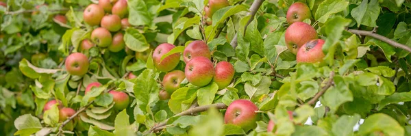 Panoramic Image Apples Apple Tree Branch Garden — Stock Photo, Image