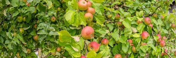 Imagem Panorâmica Maçãs Ramo Árvore Maçã Jardim — Fotografia de Stock