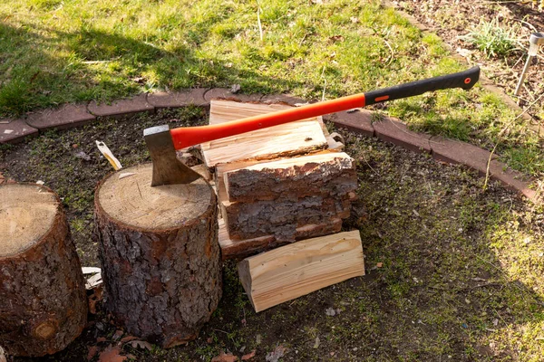 Con Mango Madera Atascado Tronco Árbol — Foto de Stock