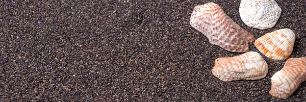 Панорамное Изображение Ракушек Песчаном Пляже — стоковое фото