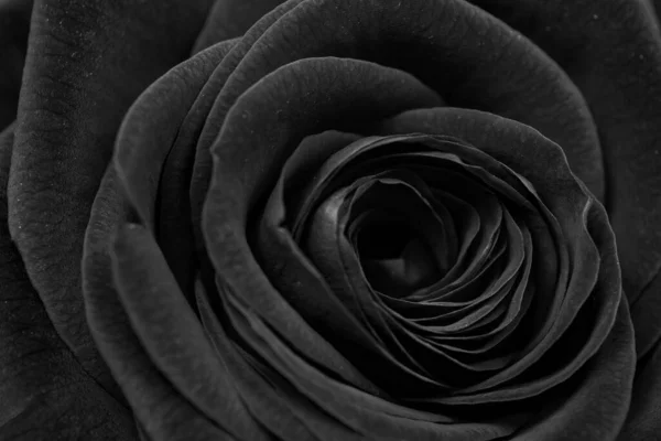Black Petals Rose Closeup Black Background Soft Bud Rose — Stock Photo, Image