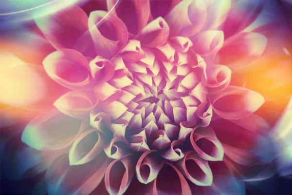 Κοντινό Πλάνο Ενός Πολύχρωμου Λουλουδιού Ντάλια Αφηρημένο Φόντο Απεικόνισης — Φωτογραφία Αρχείου