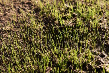 Yeni yeşil bahar çimenleri. Bahçede çimenler filizleniyor.