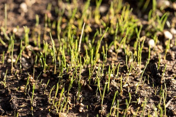 New Fresh Green Spring Grass Lawn Sprouting Garden — Stock Photo, Image