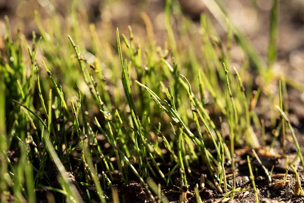 Nouvelle Herbe Fraîche Printemps Vert Pelouse Poussant Dans Jardin — Photo