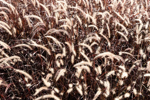 Primo Piano Molte Erbe Secche Sfondo Naturale — Foto Stock